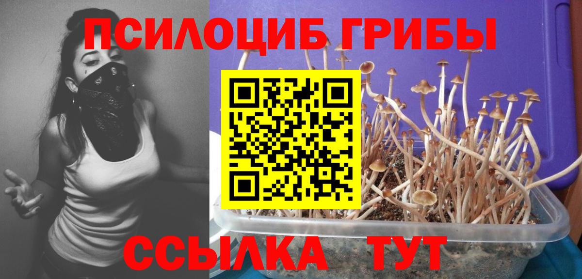 Псилоцибиновые грибы Psilocybe  Вход с VPN  Михайловск 